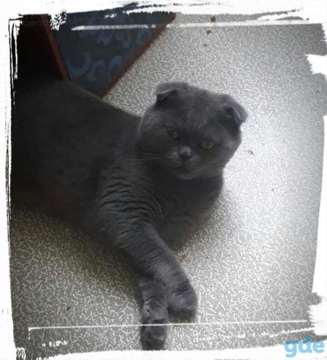 Котята, фотография 5