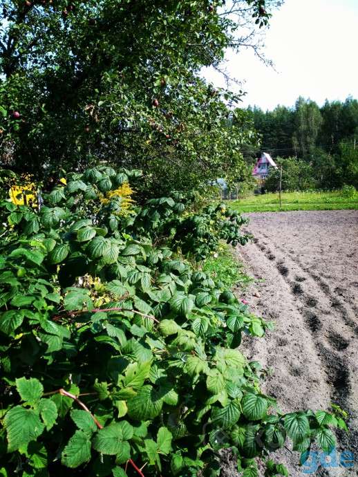 Продажа дачного земельного участка, фотография 6