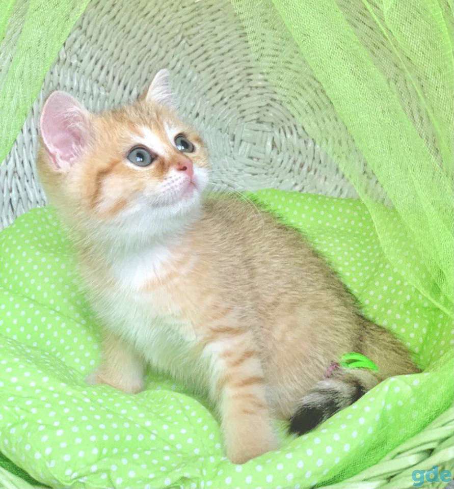 Котята шотландские ЗОЛОТАЯ ШИНШИЛЛА, фотография 4