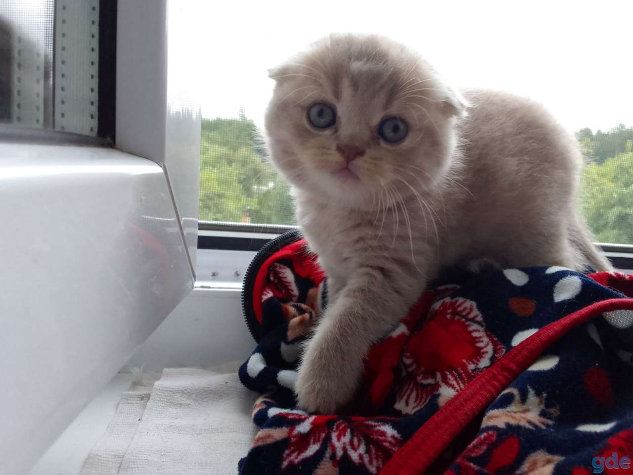 Шотландские котята, фотография 5