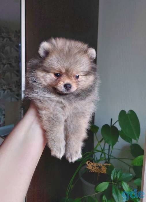Девочка померанский шпиц, фотография 1
