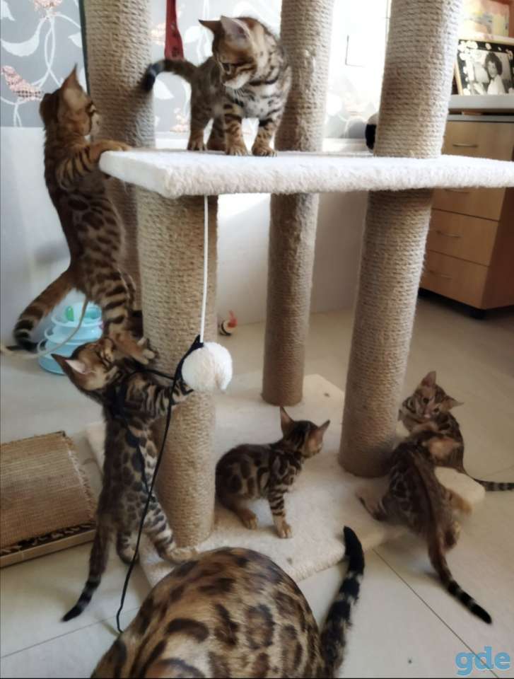 Бенгальские котята, фотография 2