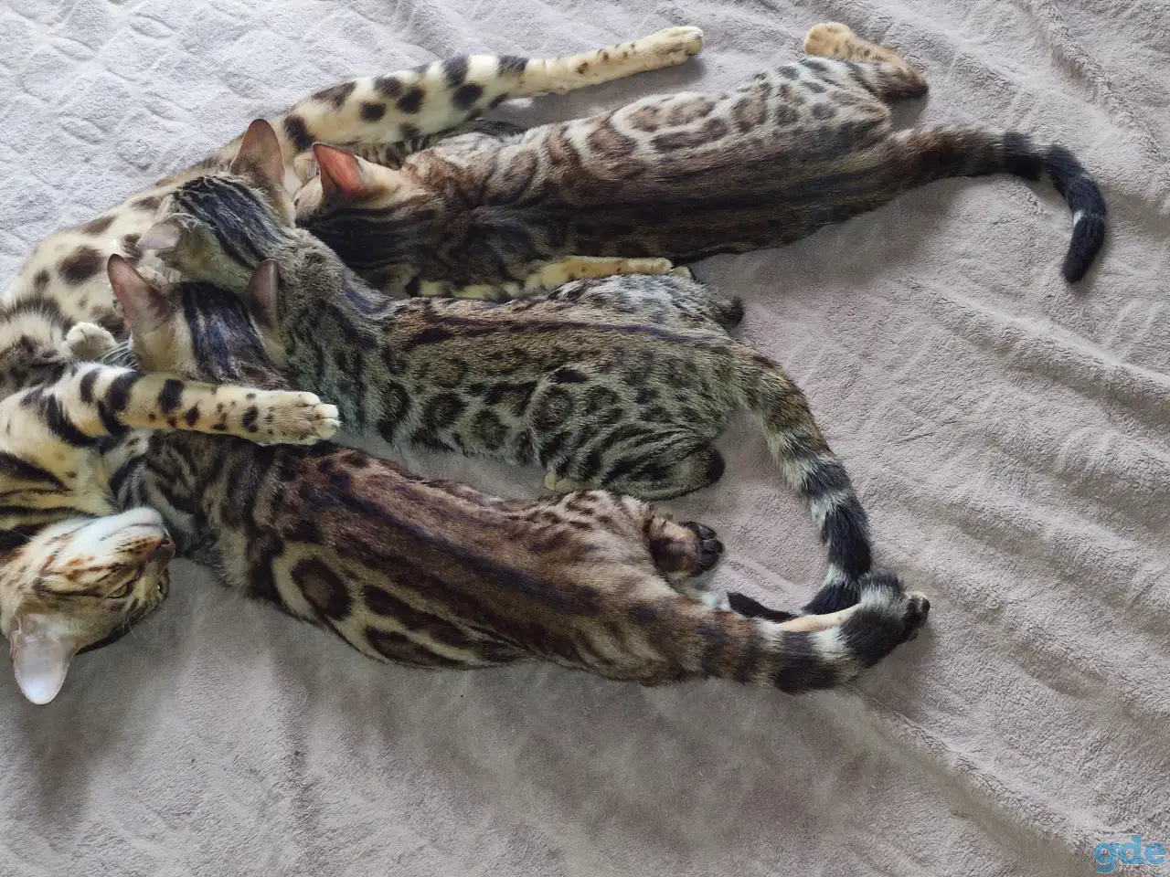 Бенгальские котята, фотография 6