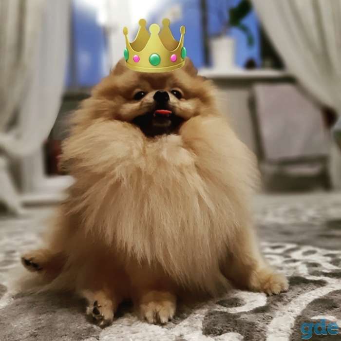 Вязка, фотография 1