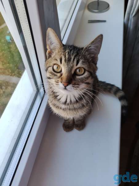 Котенок ищет дом, фотография 2