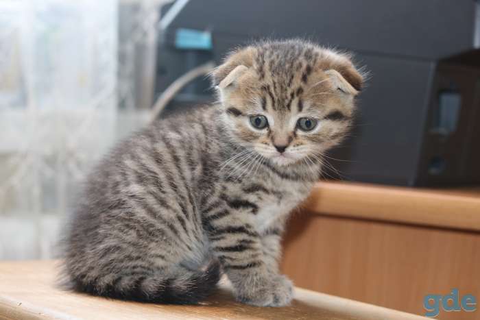 Шотландские котята, фотография 2