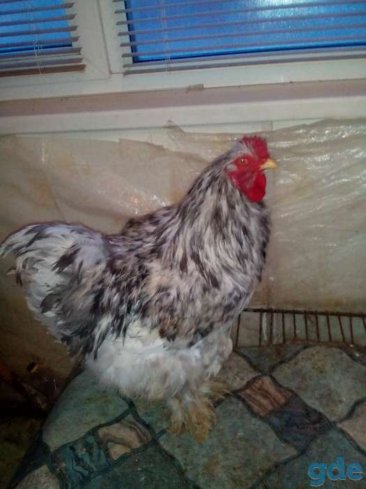 Продажа петуха Кохинхина, фотография 1