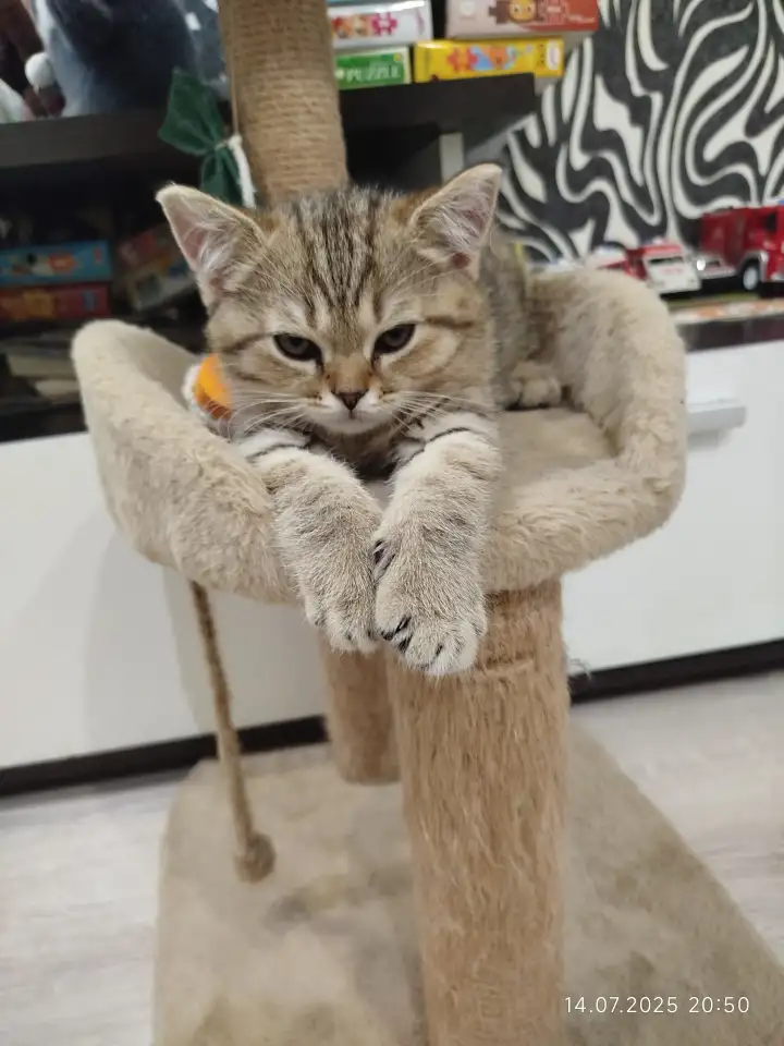 Шотландские котята, фотография 9