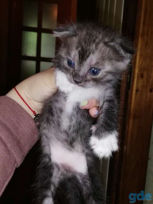 Котята в самые любящие руки, фотография 1