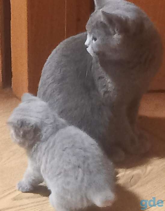 Британский котёнок, фотография 5