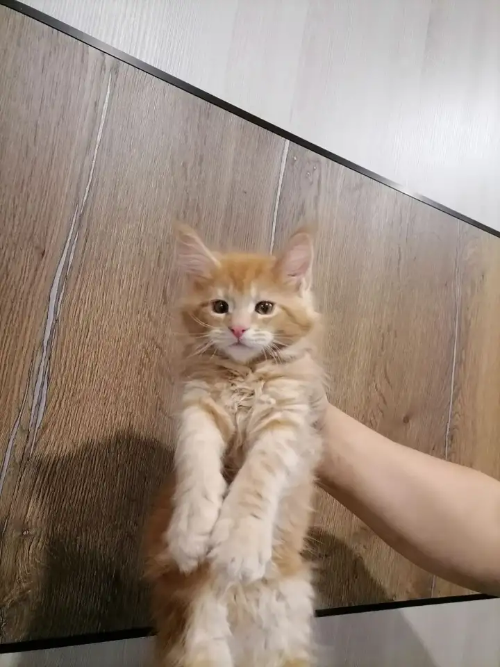 Продам котят породы мей-кун, фотография 5