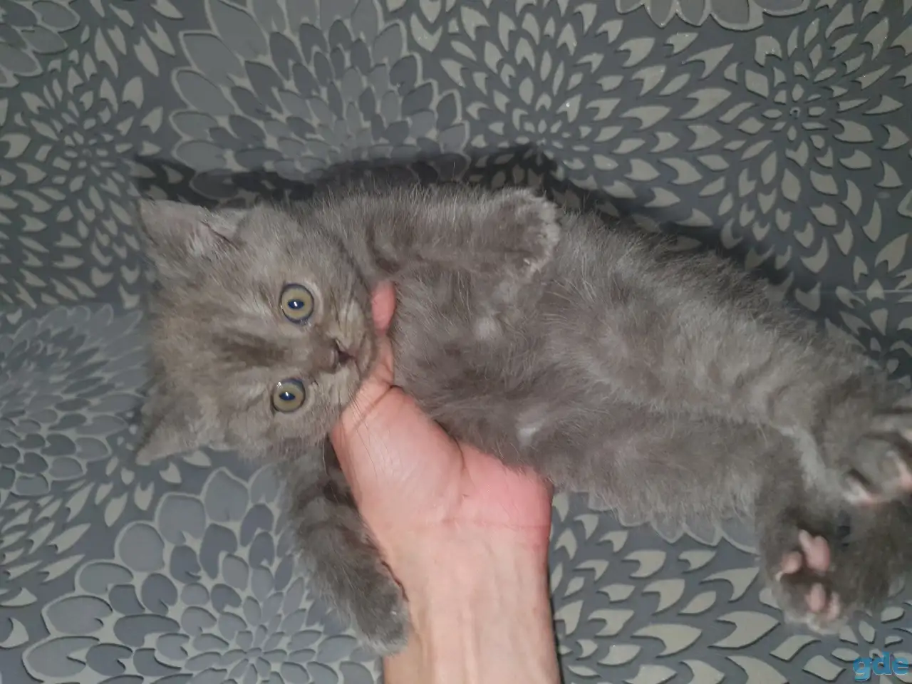 Продажа котят, фотография 10