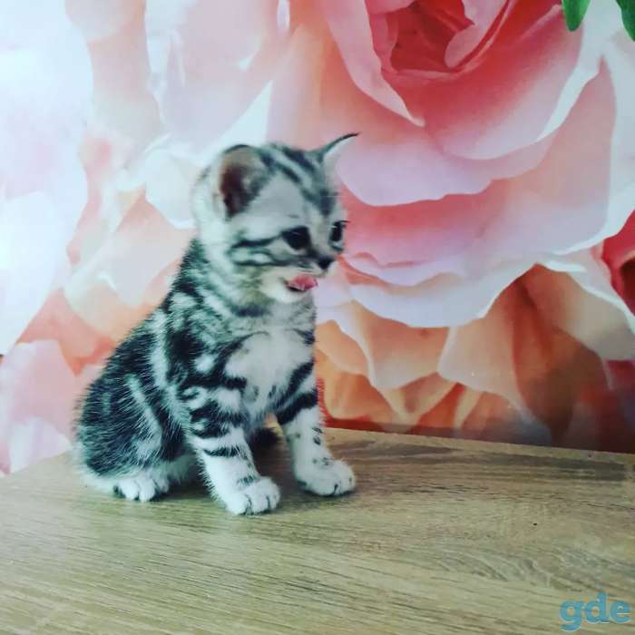 Шотландские котята, фотография 8