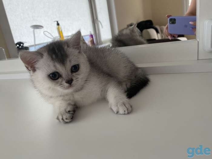 Шотландские кошечки, фотография 3