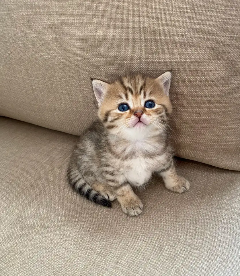 Шотландские котята, фотография 1