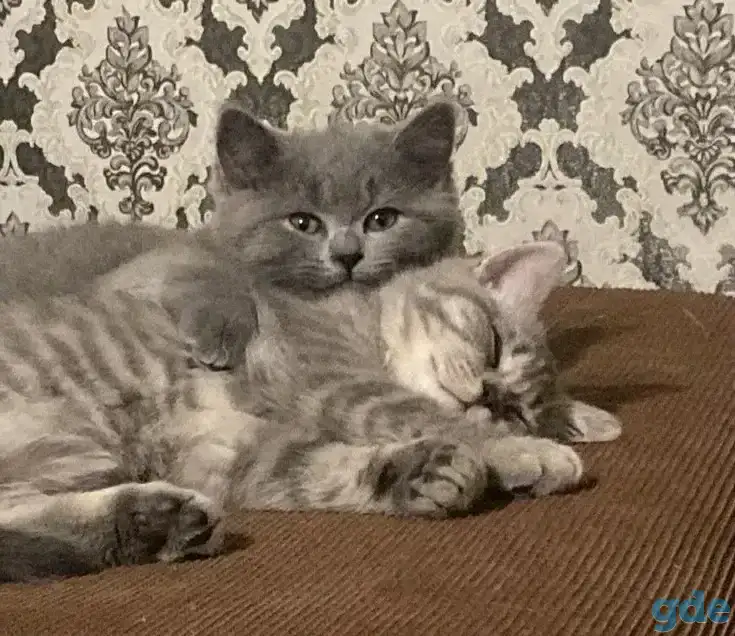 Шотландские котята, фотография 1
