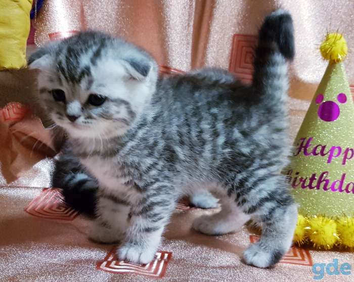 Котики шотландские,вислоухие котята., фотография 2
