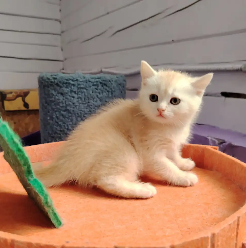 Шотландские котята. Мальчик., фотография 2