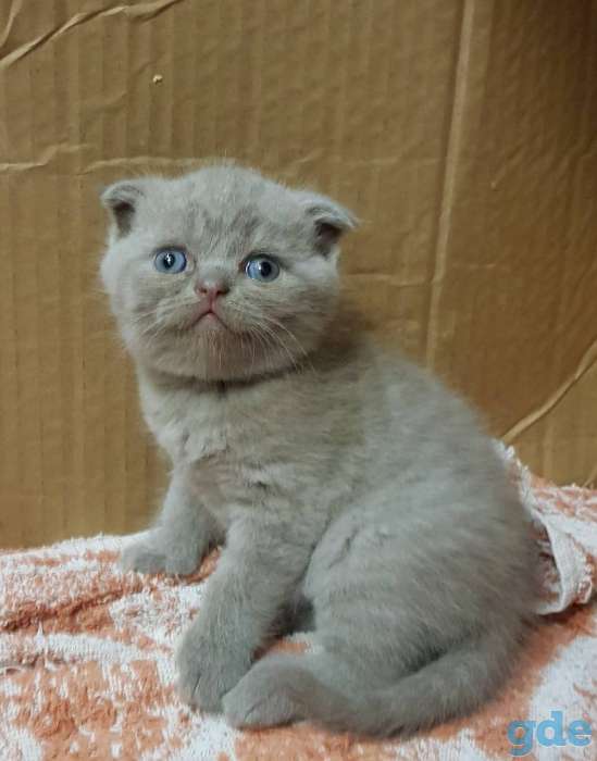 Шотландские котята, фотография 1