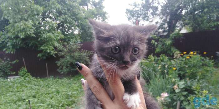 шотландские котята, фотография 4