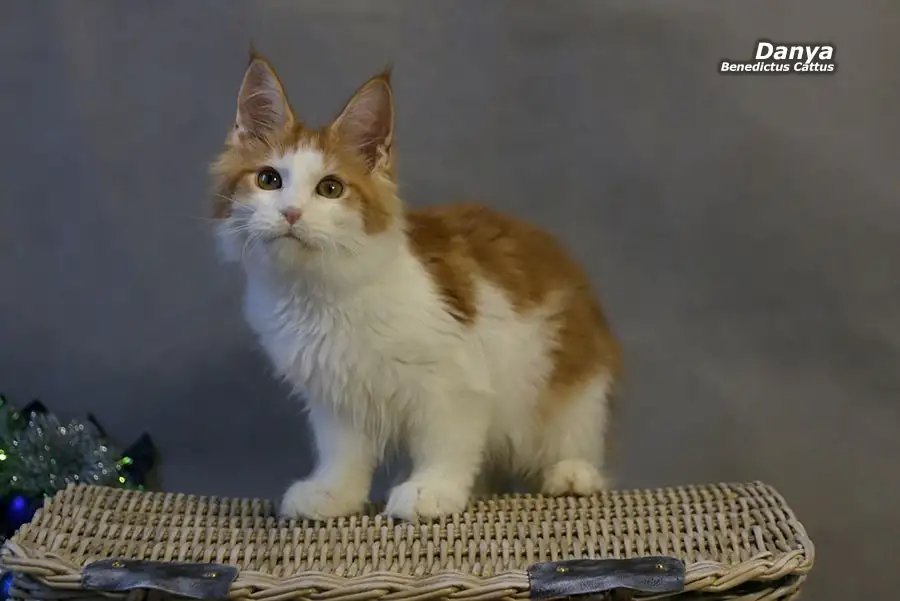 Мейн-кун  мальчик, фотография 10