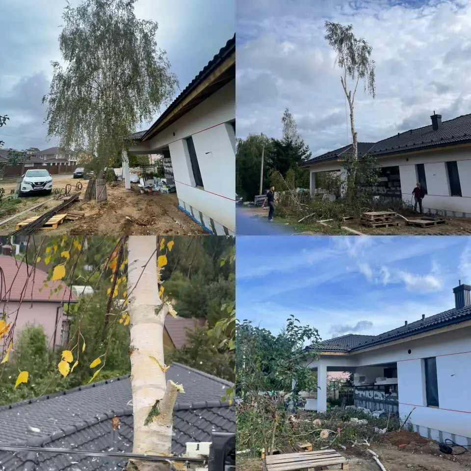 Спил деревьев, услуги альпиниста, фотография 2