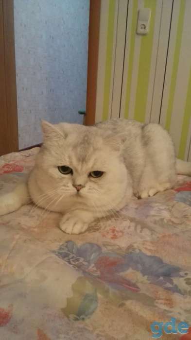 Шикарные британские котята редких эксклюзивных окрасов, фотография 7