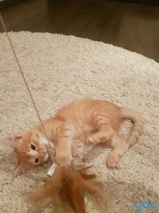 котенок, фотография 1