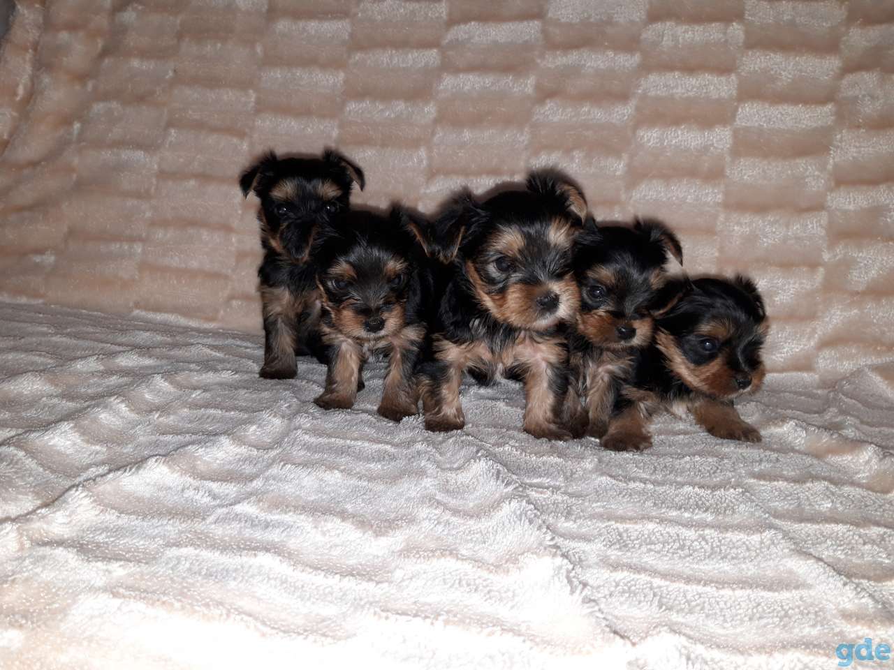 Продам, фотография 2