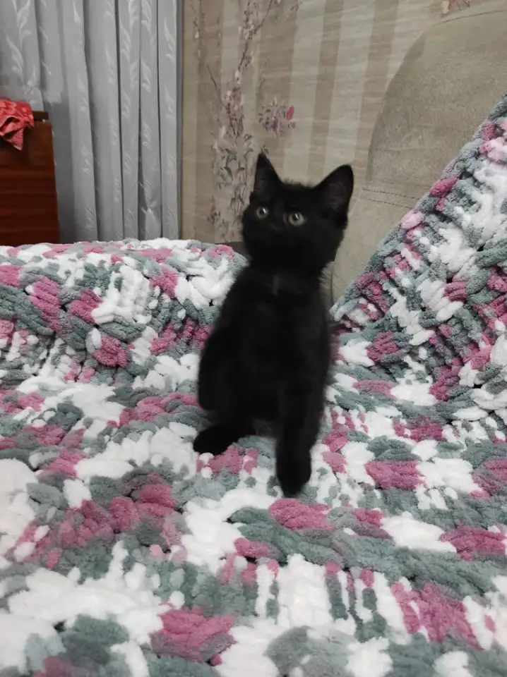 Котята в добрые руки, фотография 2