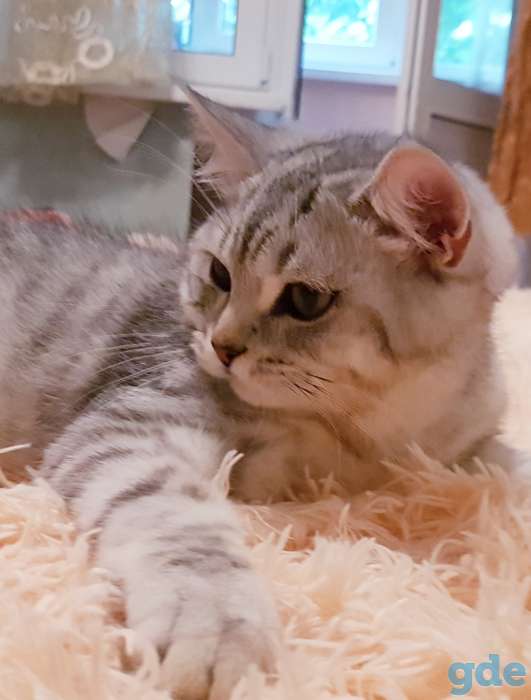 Шотландский котик с документами., фотография 2