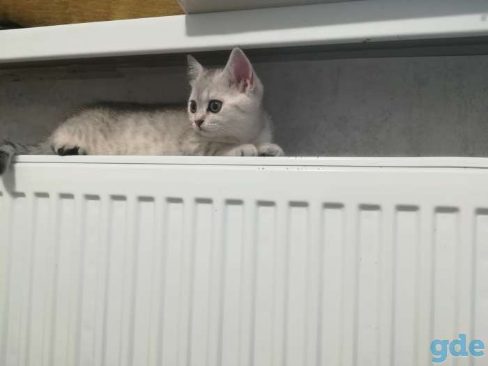 Шотландский котенок, фотография 3