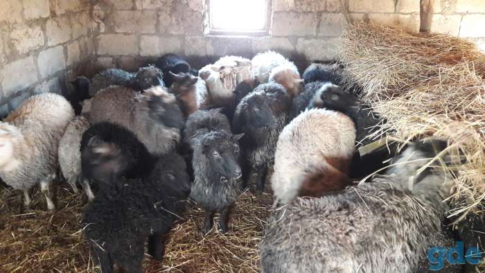 Продам баранину, фотография 1