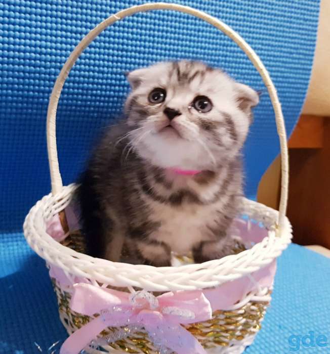 Шотландские вислоухие девочки, фотография 4