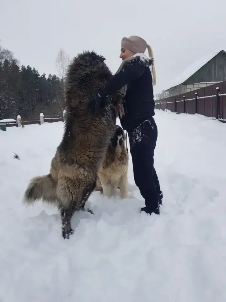 Щенки кавказской овчарки, фотография 5