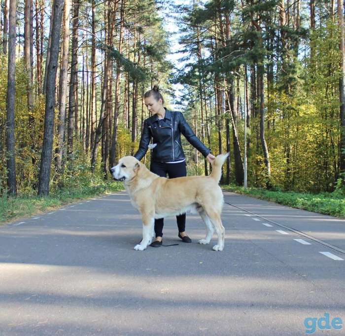 Щенки среднеазиатской овчарки, фотография 9