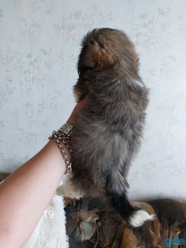 Ши-тцу,щенки.Девочка, фотография 6