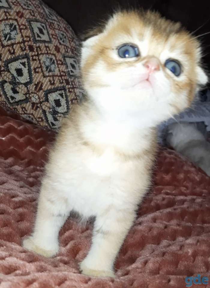 Шотландские котята, фотография 7