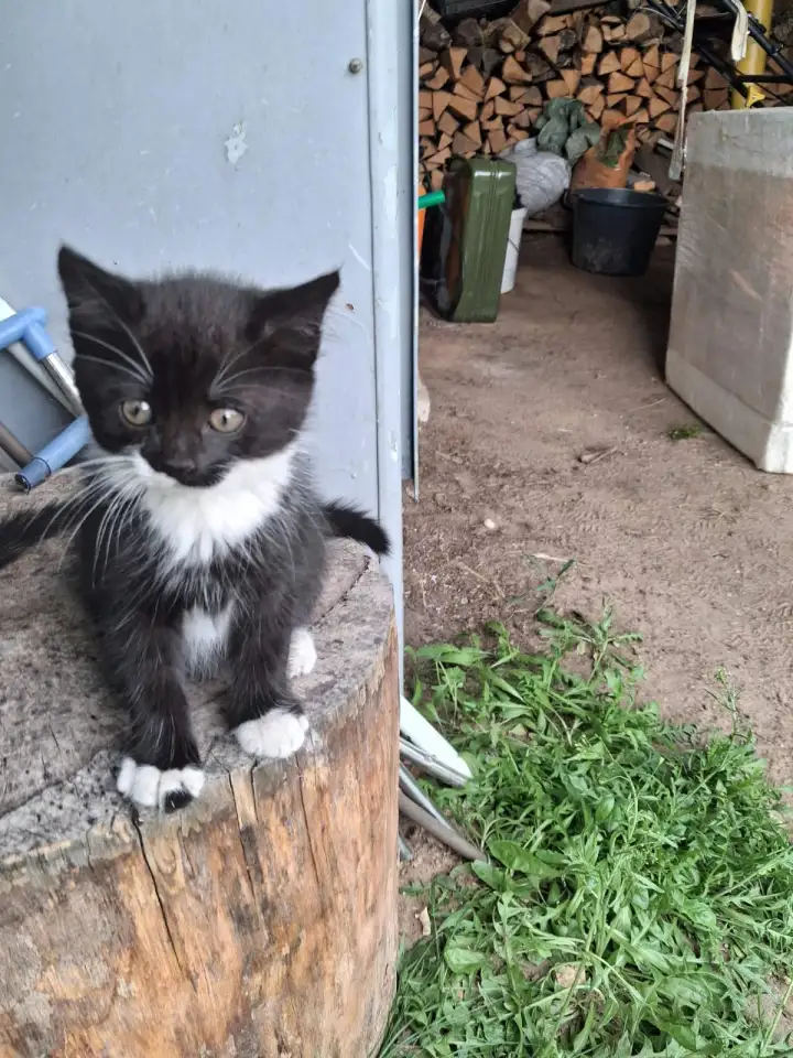 Котята в добрые руки, фотография 2