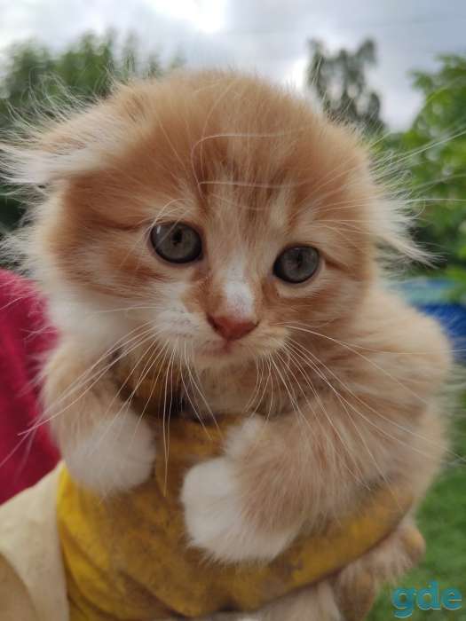 Котята, фотография 2