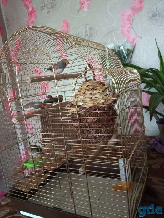 Птички, фотография 1