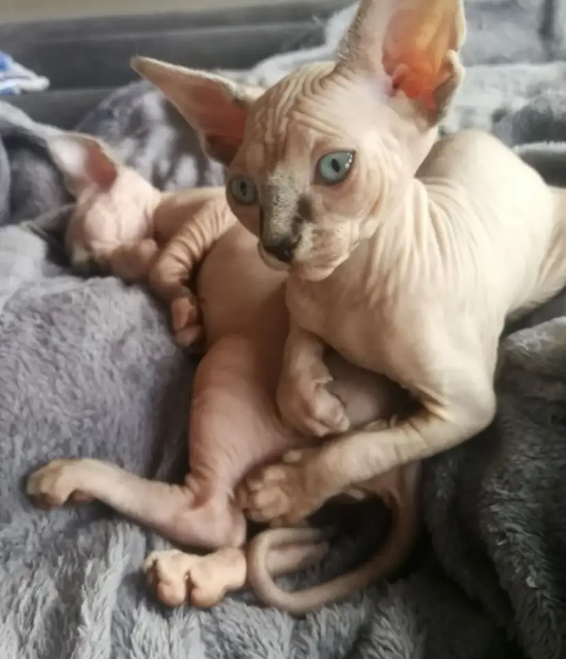 Котята девочки Канадский сфинкс, фотография 11