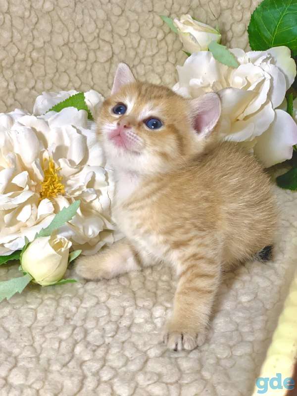 Котята шотландские ЗОЛОТАЯ ШИНШИЛЛА цена снижена!, фотография 1