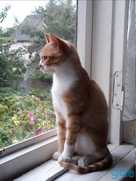 Котенок ищет дом, фотография 3