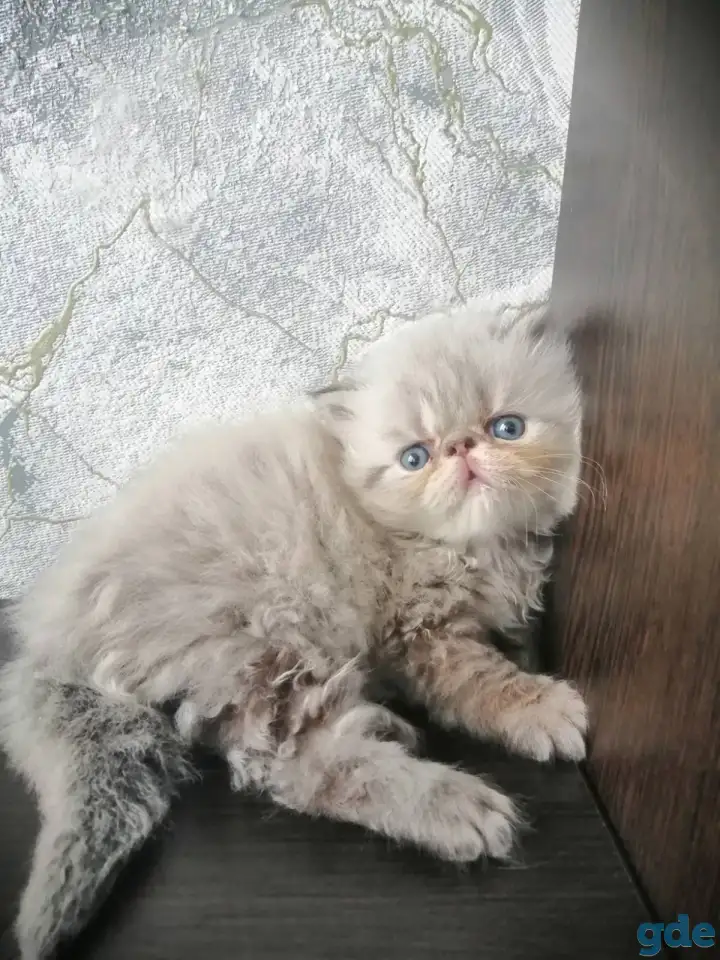Персидские котята, фотография 4
