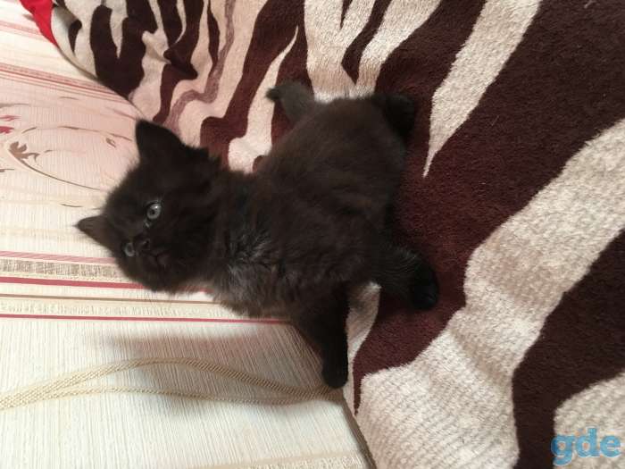Котята, фотография 4
