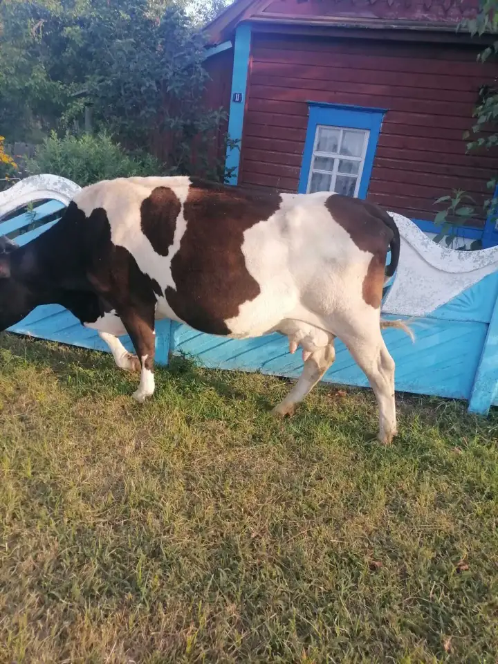 Продам дойную  корову, фотография 2