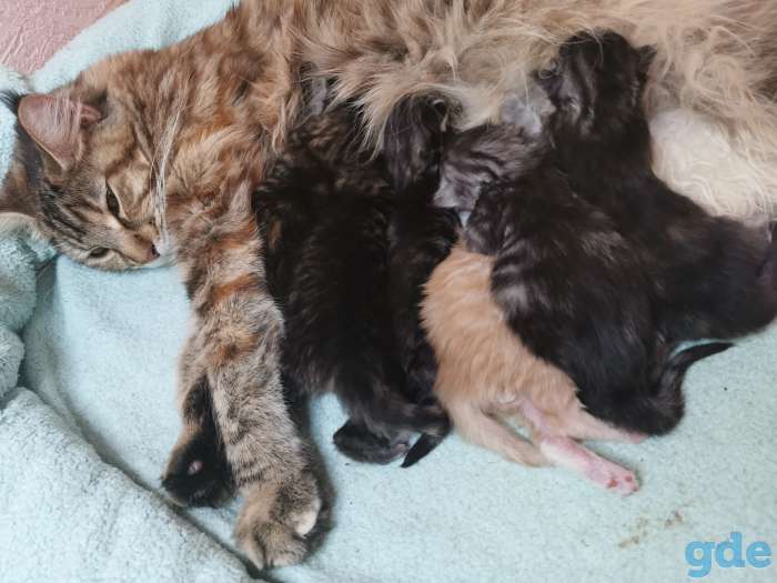 Котята мейн-кун родились 14 февраля 2021 года, фотография 1