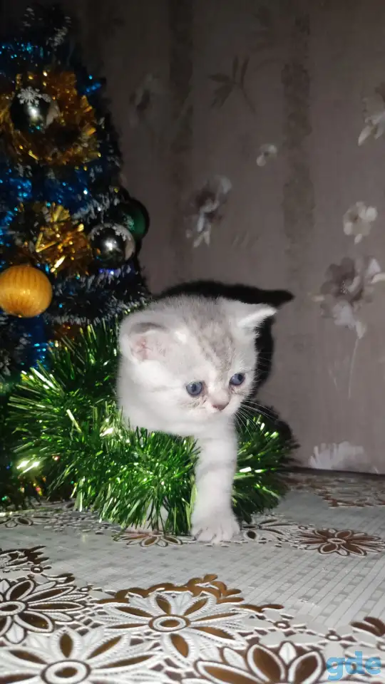 Шотландские чистокровные котята, фотография 6