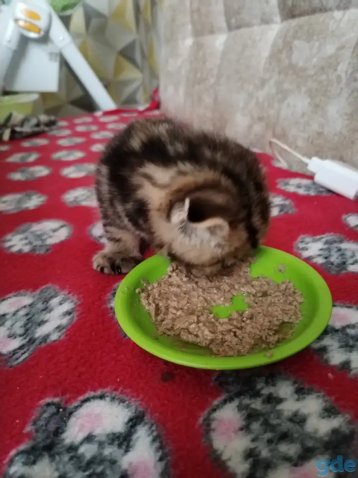 Шотландские котята, фотография 2